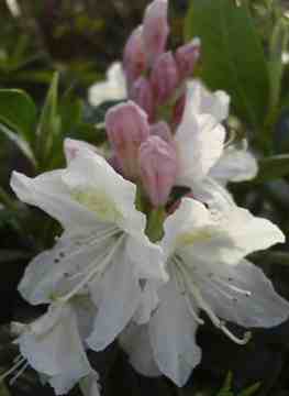 Rhododendron Cunningham's White  flower close up acid plants mail order shrubs evergreen flowering
